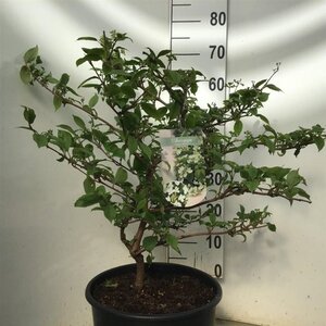 Viburnum plic. 'Mariesii' 60-80 cm cont. 12L - image 3