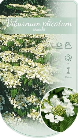 Viburnum plic. 'Mariesii' 60-80 cm cont. 12L - image 4