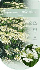 Viburnum plic. 'Mariesii' 60-80 cm cont. 12L - image 4