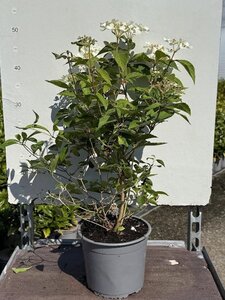 Viburnum plic. 'Summer Snowflake' 30-40 cm cont. 3,0L
