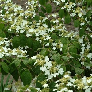 Viburnum plic. tomentosum 40-60 cm cont. 3,0L