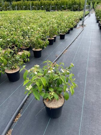 Viburnum plic. 'Watanabe' 30-40 cm cont. 3,0L - afbeelding 2