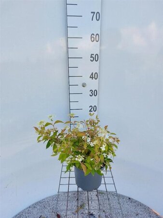 Viburnum plic. 'Watanabe' 30-40 cm cont. 3,0L - afbeelding 5