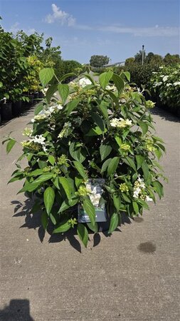 Viburnum plic. 'Watanabe' 60-80 cm cont. 10L - afbeelding 3