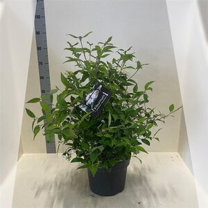 Viburnum plic. 'Watanabe' 60-80 cm cont. 10L - afbeelding 4