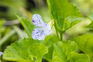 Viola sororia 'Freckles' geen maat specificatie 0,55L/P9cm