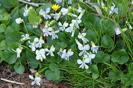 Viola sororia 'Freckles' geen maat specificatie 0,55L/P9cm - afbeelding 4