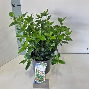 Viburnum tin. 'Eve Price' 30-40 cm cont. 3,0L - afbeelding 13