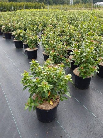 Viburnum tin. 'Eve Price' 30-40 cm cont. 3,0L - afbeelding 8