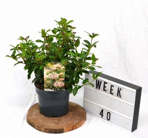 Viburnum tin. 'Eve Price' 30-40 cm cont. 3,0L - afbeelding 5