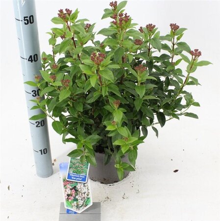 Viburnum tin. 'Eve Price' 30-40 cm cont. 3,0L - afbeelding 11