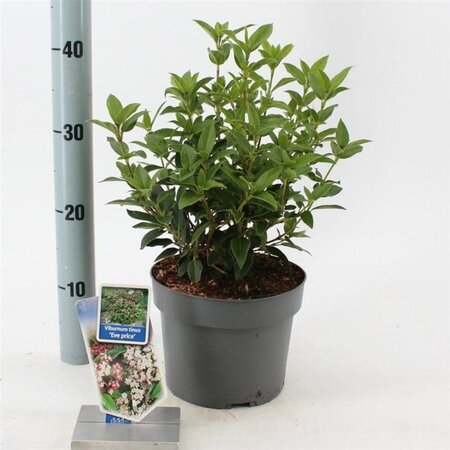 Viburnum tin. 'Eve Price' 30-40 cm cont. 3,0L - afbeelding 10