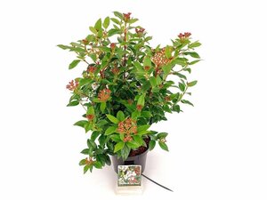 Viburnum tin. 'Eve Price' 30-40 cm cont. 3,0L - afbeelding 14