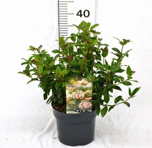 Viburnum tin. 'Eve Price' 30-40 cm cont. 3,0L - afbeelding 4