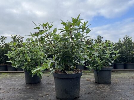 Viburnum tin. 'Eve Price' 30-40 cm cont. 3,0L - afbeelding 7