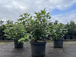 Viburnum tin. 'Eve Price' 30-40 cm cont. 3,0L - afbeelding 7