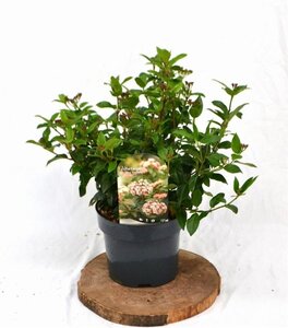 Viburnum tin. 'Eve Price' 30-40 cm cont. 3,0L - afbeelding 3