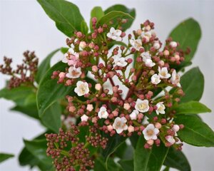 Viburnum tin. 'Eve Price' 40-50 cm cont. 5,0L