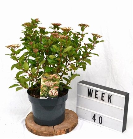 Viburnum tin. 'Eve Price' 40-50 cm cont. 5,0L - afbeelding 2