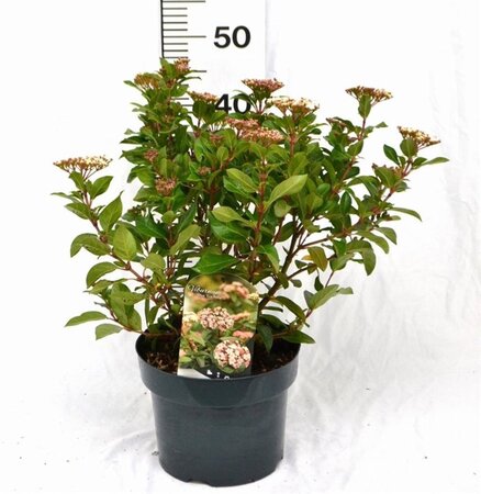Viburnum tin. 'Eve Price' 40-50 cm cont. 5,0L - afbeelding 3