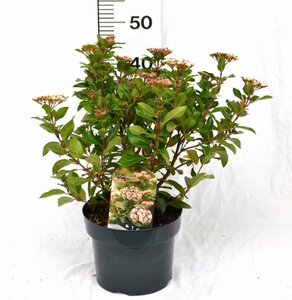 Viburnum tin. 'Eve Price' 40-50 cm cont. 5,0L - afbeelding 3