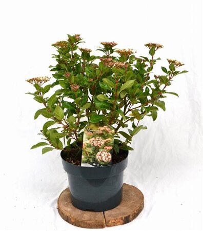 Viburnum tin. 'Eve Price' 40-50 cm cont. 5,0L - afbeelding 4