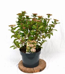 Viburnum tin. 'Eve Price' 40-50 cm cont. 5,0L - afbeelding 4