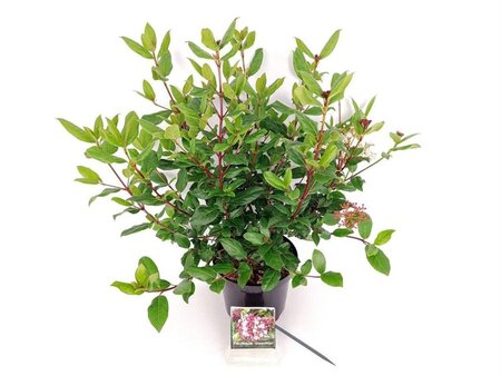 Viburnum tin. 'Gwenllian' 30-40 cm cont. 3,0L - afbeelding 7