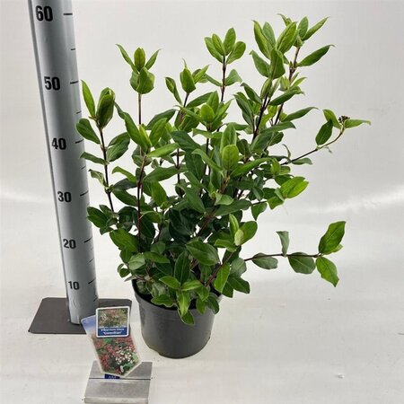 Viburnum tin. 'Gwenllian' 30-40 cm cont. 3,0L - afbeelding 1