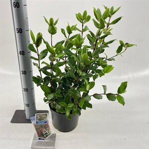 Viburnum tin. 'Gwenllian' 30-40 cm cont. 3,0L