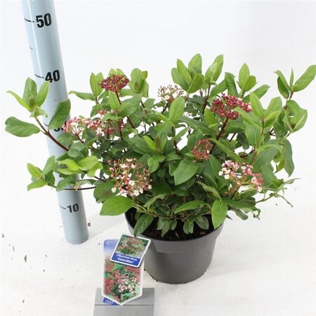 Viburnum tin. 'Gwenllian' 30-40 cm cont. 3,0L - afbeelding 2