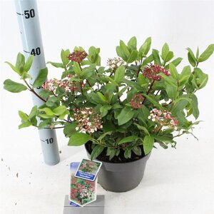 Viburnum tin. 'Gwenllian' 30-40 cm cont. 3,0L - afbeelding 2