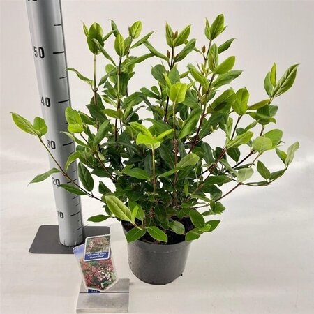 Viburnum tin. 'Gwenllian' 30-40 cm cont. 3,0L - afbeelding 3