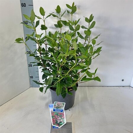 Viburnum tin. 'Gwenllian' 30-40 cm cont. 3,0L - afbeelding 4