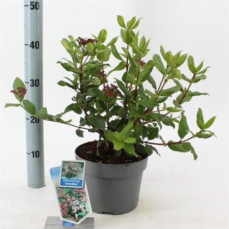 Viburnum tin. 'Gwenllian' 30-40 cm cont. 3,0L - afbeelding 5