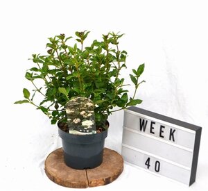 Viburnum tinus 30-40 cm cont. 3,0L - afbeelding 4