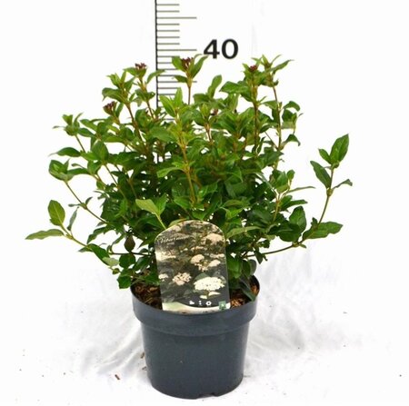 Viburnum tinus 30-40 cm cont. 3,0L - afbeelding 3