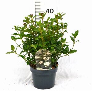 Viburnum tinus 30-40 cm cont. 3,0L - afbeelding 3