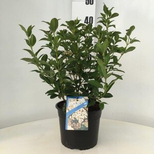 Viburnum tinus 30-40 cm cont. 3,0L - afbeelding 7