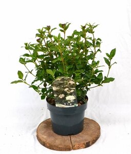 Viburnum tinus 30-40 cm cont. 3,0L - afbeelding 2