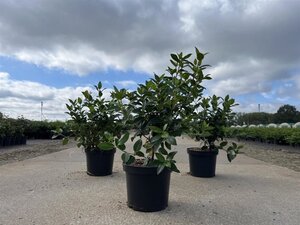Viburnum tinus 30-40 cm cont. 3,0L - afbeelding 6