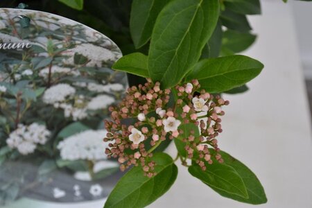 Viburnum tinus 30-40 cm cont. 3,0L - afbeelding 11