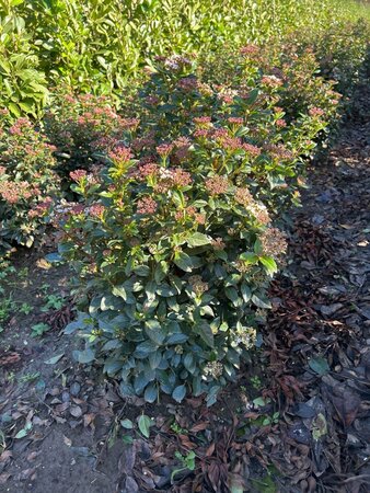 Viburnum tinus 60-80 cm met kluit - afbeelding 7