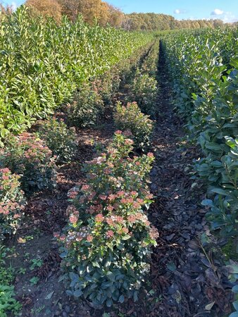 Viburnum tinus 60-80 cm met kluit - afbeelding 8