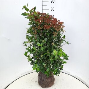 Viburnum tinus 80-100 cm met kluit - afbeelding 7