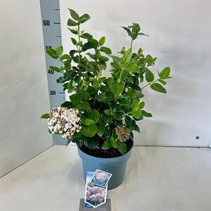 Viburnum tin. Lisarose 30-40 cm cont. 3,0L