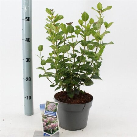 Viburnum tin. Lisarose 30-40 cm cont. 3,0L - afbeelding 2