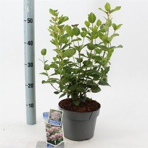Viburnum tin. Lisarose 30-40 cm cont. 3,0L - afbeelding 2