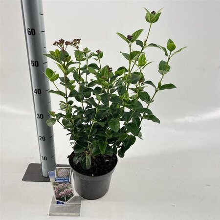 Viburnum tin. Lisarose 30-40 cm cont. 3,0L - afbeelding 3