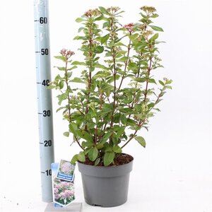 Viburnum tin. Lisarose 30-40 cm cont. 3,0L - afbeelding 4
